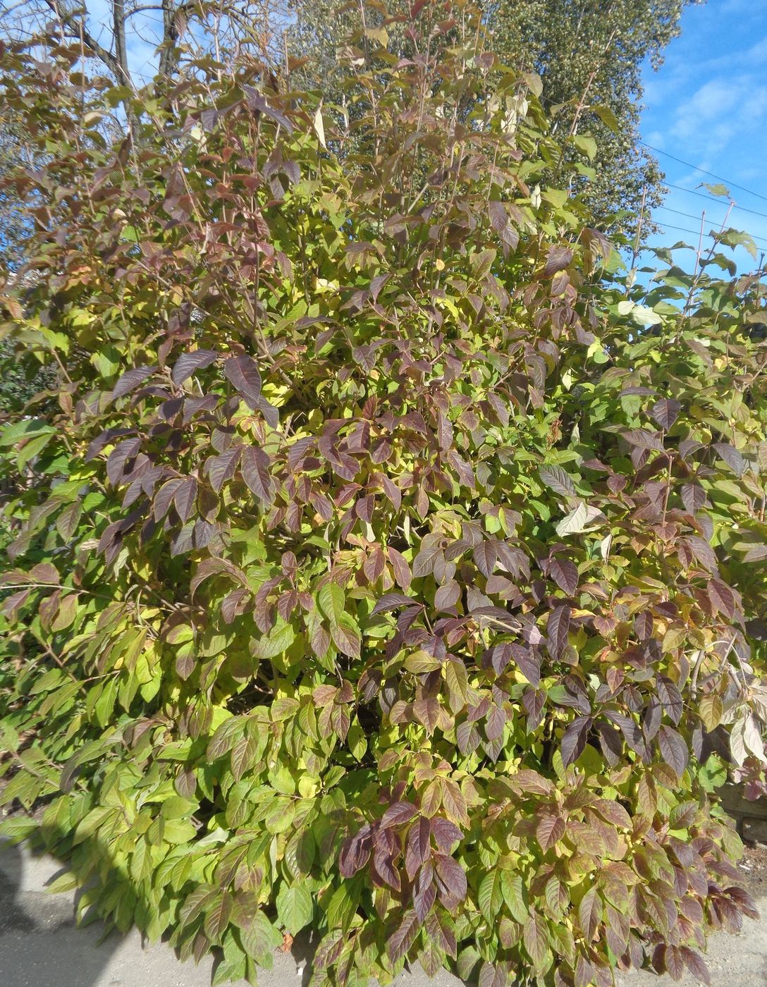 Image of Syringa josikaea specimen.