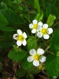 Fragaria vesca