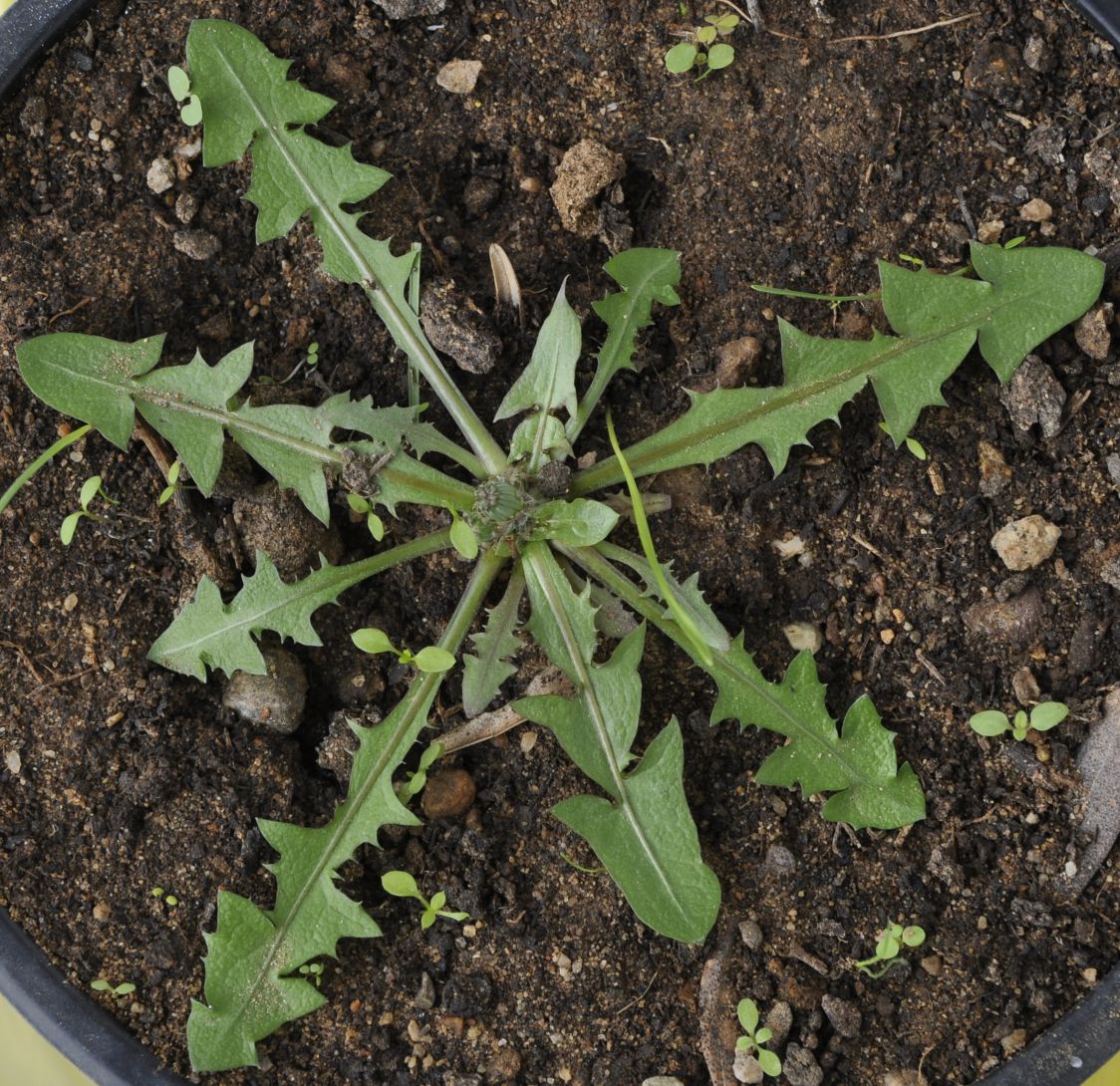 Image of genus Taraxacum specimen.