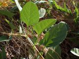 Convolvulus arvensis