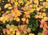 Betula exilis. Побеги с листьями в осенней окраске. Чукотка, Билибинский р-н, склон сопки рядом с БАЭС. 17.08.2018.