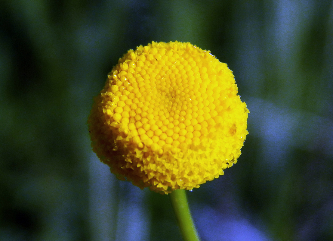 Image of Tripleurospermum disciforme specimen.