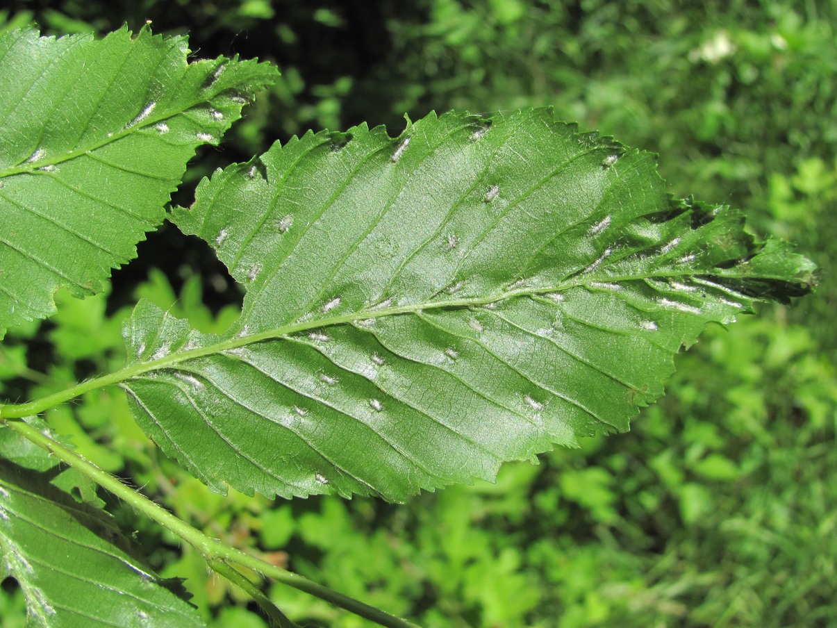 Изображение особи Carpinus betulus.