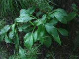 Solidago virgaurea