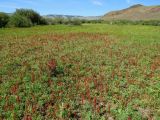 Rumex ucranicus. Плодоносящие растения на лугу. Тува, Овюрский кожуун, окр. с. Хандагайты, дол. р. Мугур. 30.07.2018.