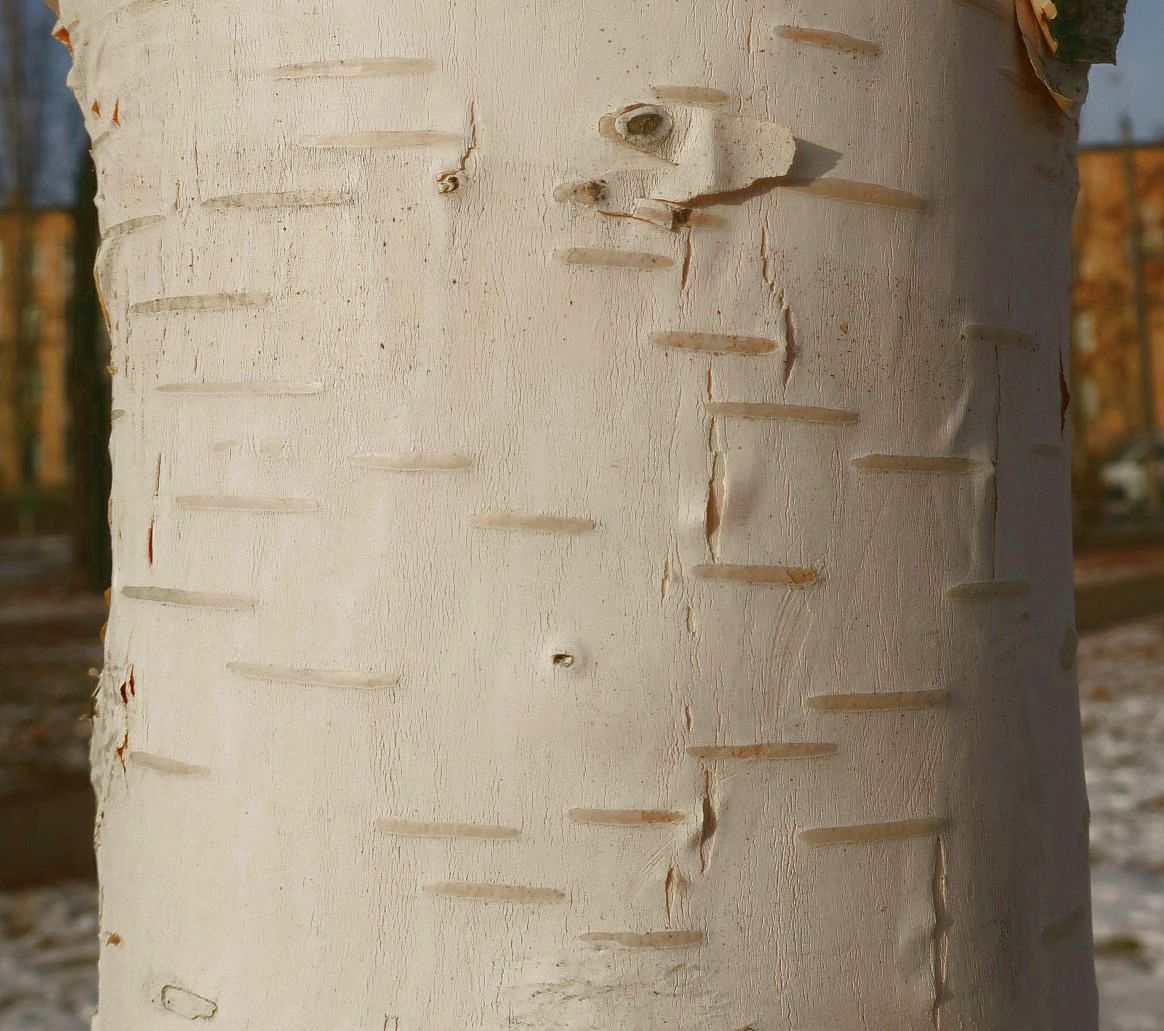 Изображение особи Betula papyrifera.