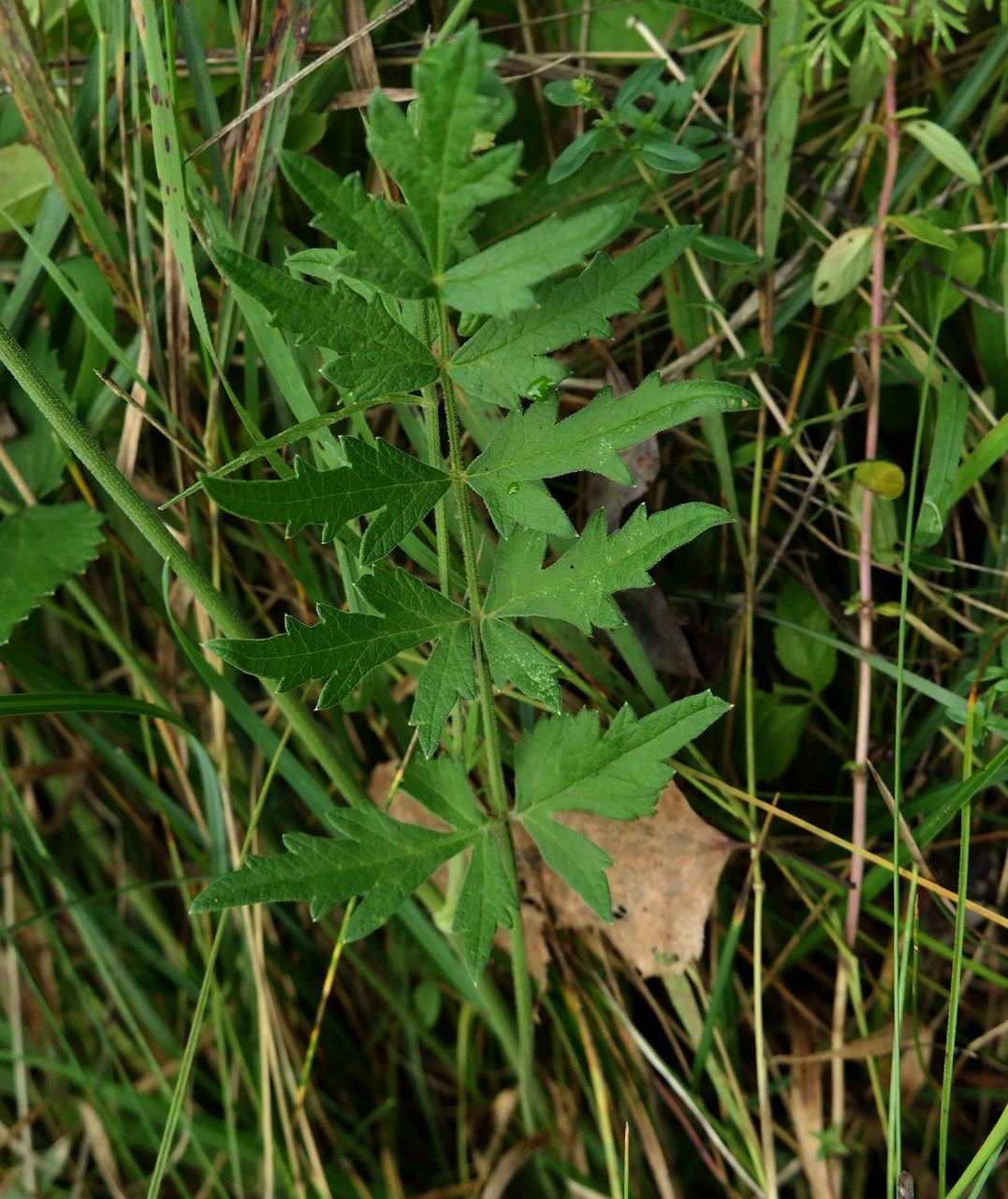 Изображение особи род Pimpinella.