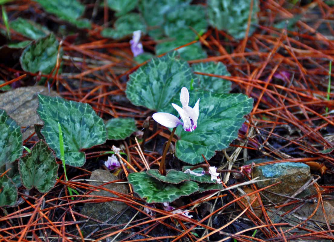 Image of Cyclamen persicum specimen.