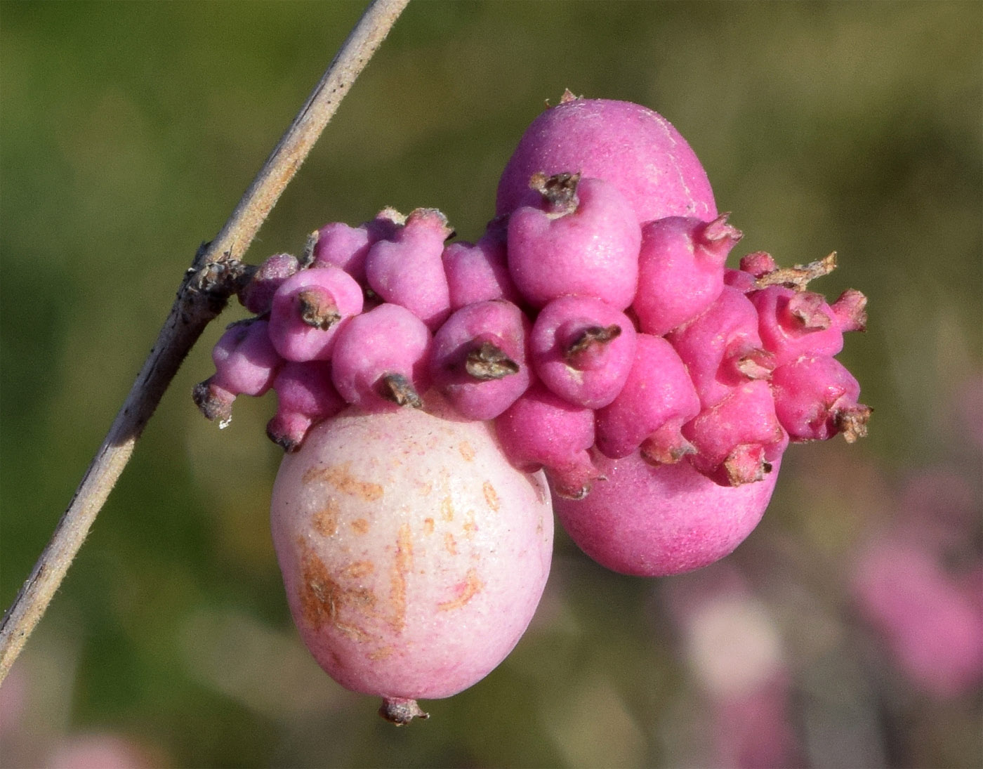 Изображение особи Symphoricarpos &times; chenaultii.