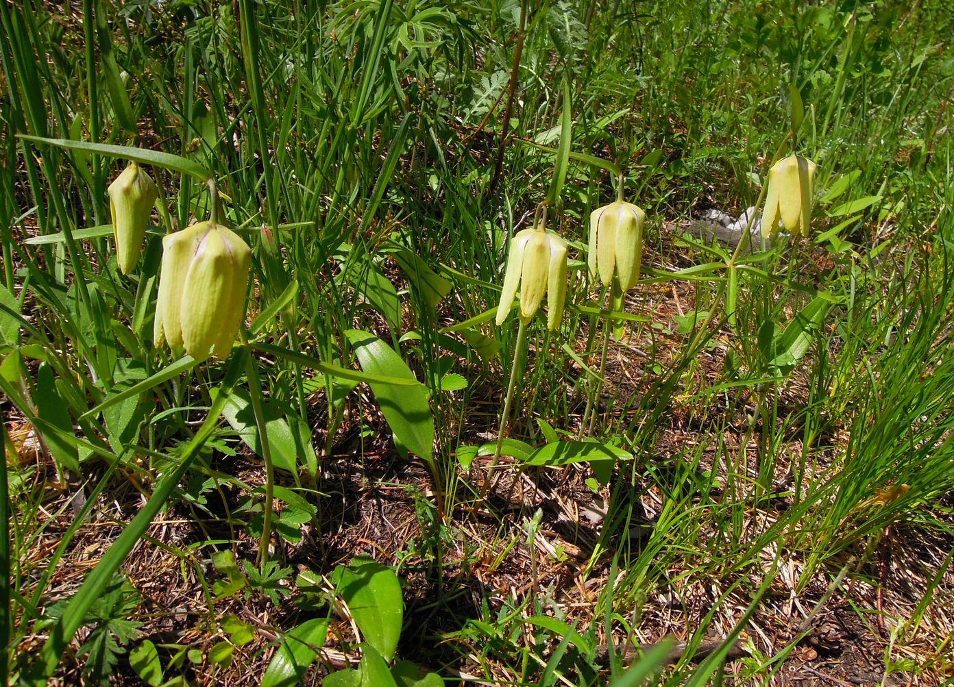 Изображение особи Fritillaria sonnikovae.