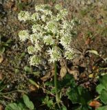 Heracleum apiifolium. Верхушка зацветающего растения. Кабардино-Балкария, Зольский р-н, долина р. Гедмышх, обочина дороги. 17.09.2018.