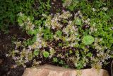 Sedum stoloniferum