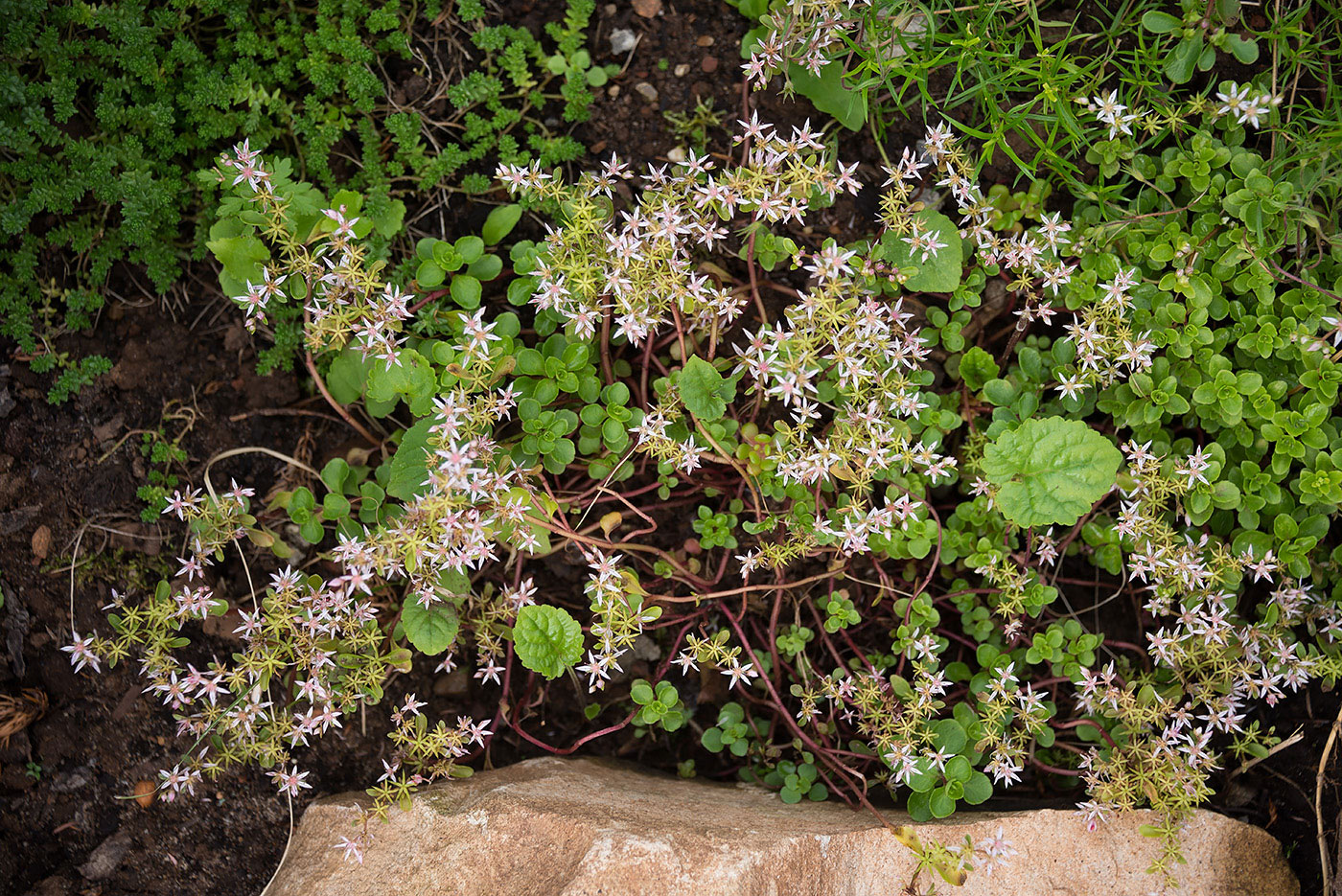 Image of Sedum stoloniferum specimen.