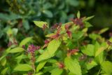 Spiraea japonica. Верхушки зацветающих побегов ('Magic Carpet'). Кировская обл., г. Киров, Ботанический сад Вятского государственного университета, в культуре. 07.07.2018.