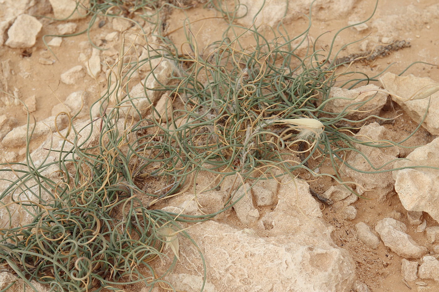 Image of Lygeum spartum specimen.