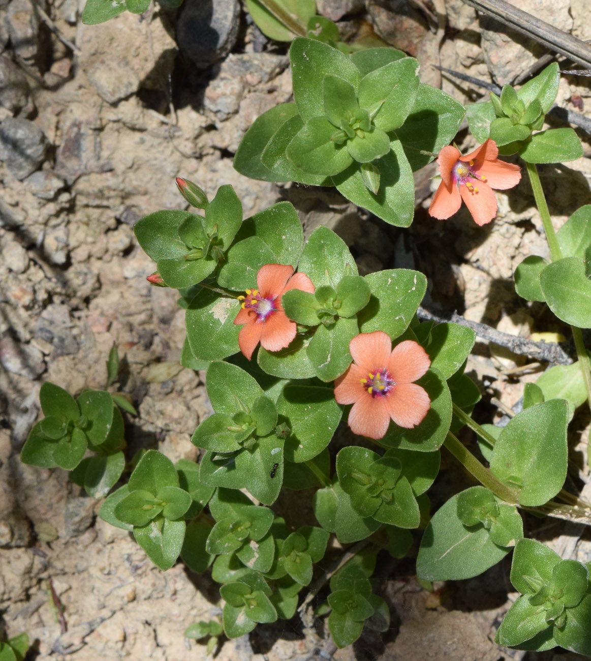 Image of Anagallis arvensis specimen.