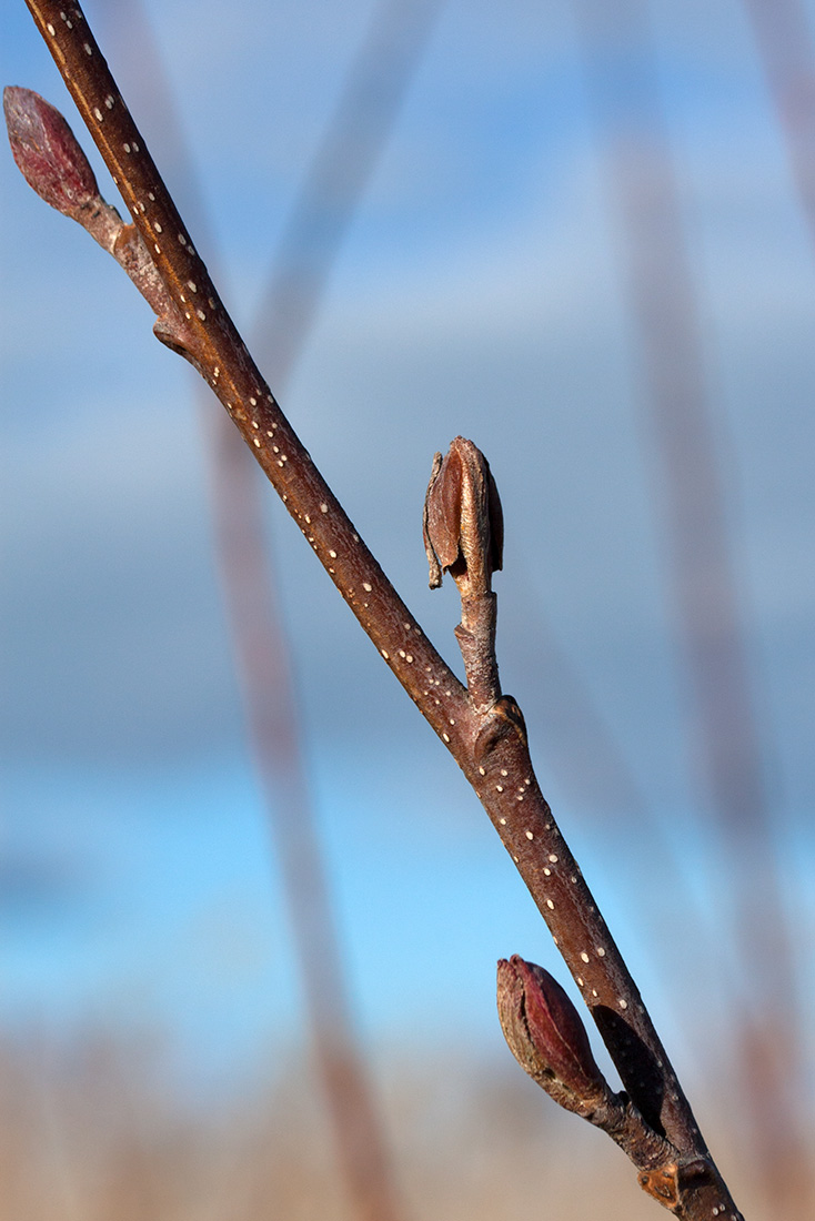 Изображение особи Alnus glutinosa.