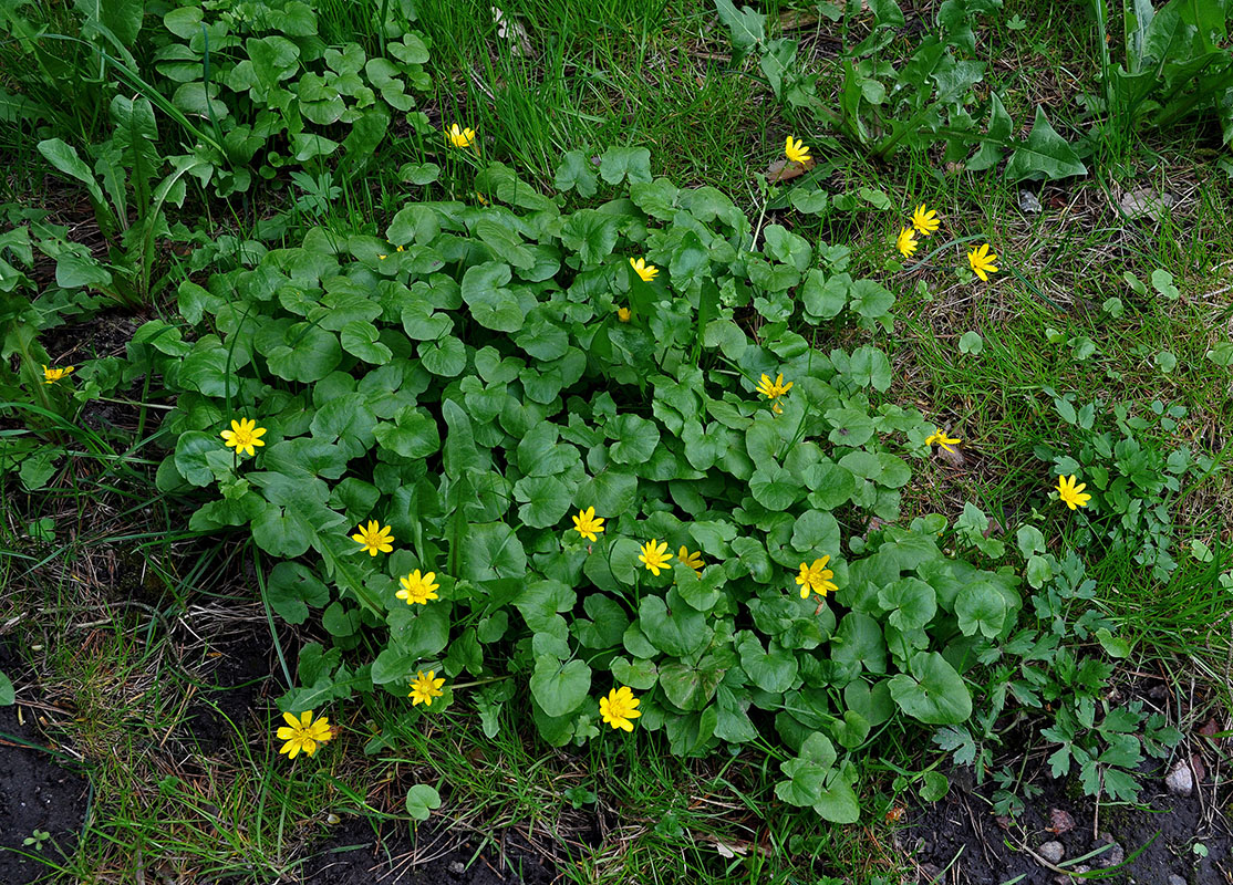 Image of Ficaria verna specimen.