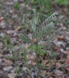 Pseudosophora alopecuroides. Вегетирующее растение. Турция, ил Артвин, окр. крепости Петерек, каменистый склон горы. 23.04.2019.