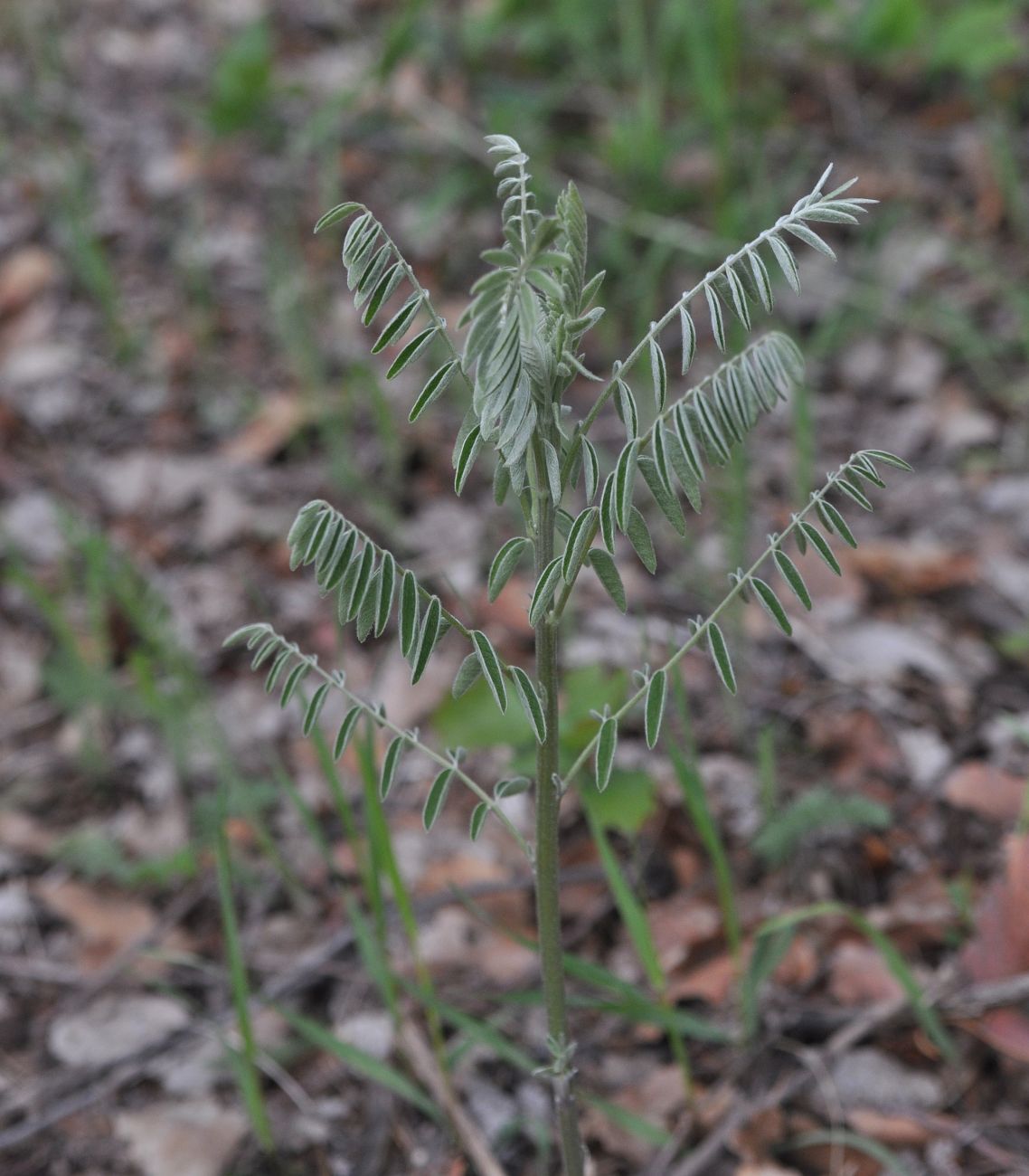 Изображение особи Pseudosophora alopecuroides.