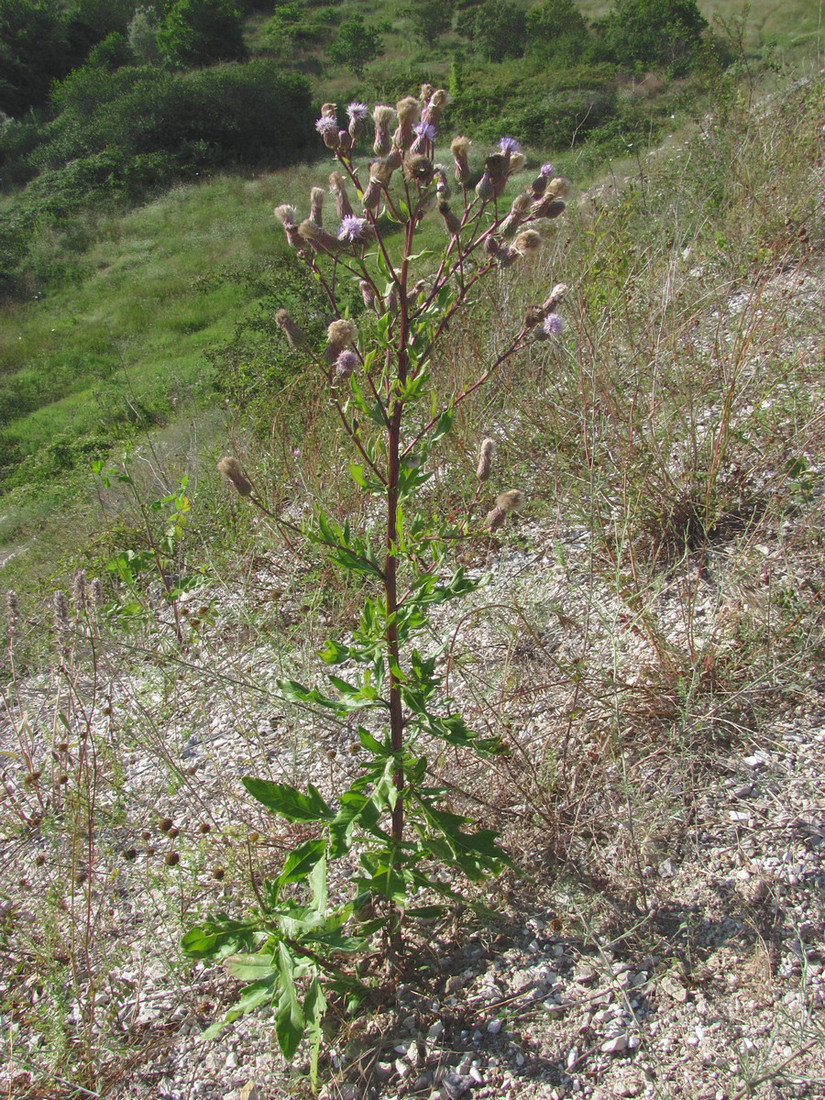 Изображение особи Cirsium setosum.