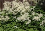 Aruncus sylvestris