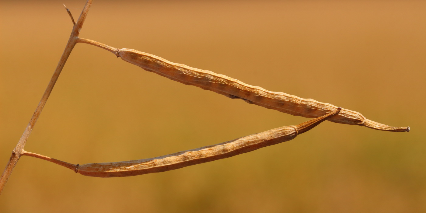 Image of Brassica napus specimen.