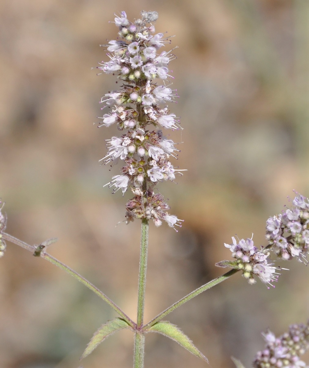 Image of Mentha longifolia ssp. typhoides specimen.