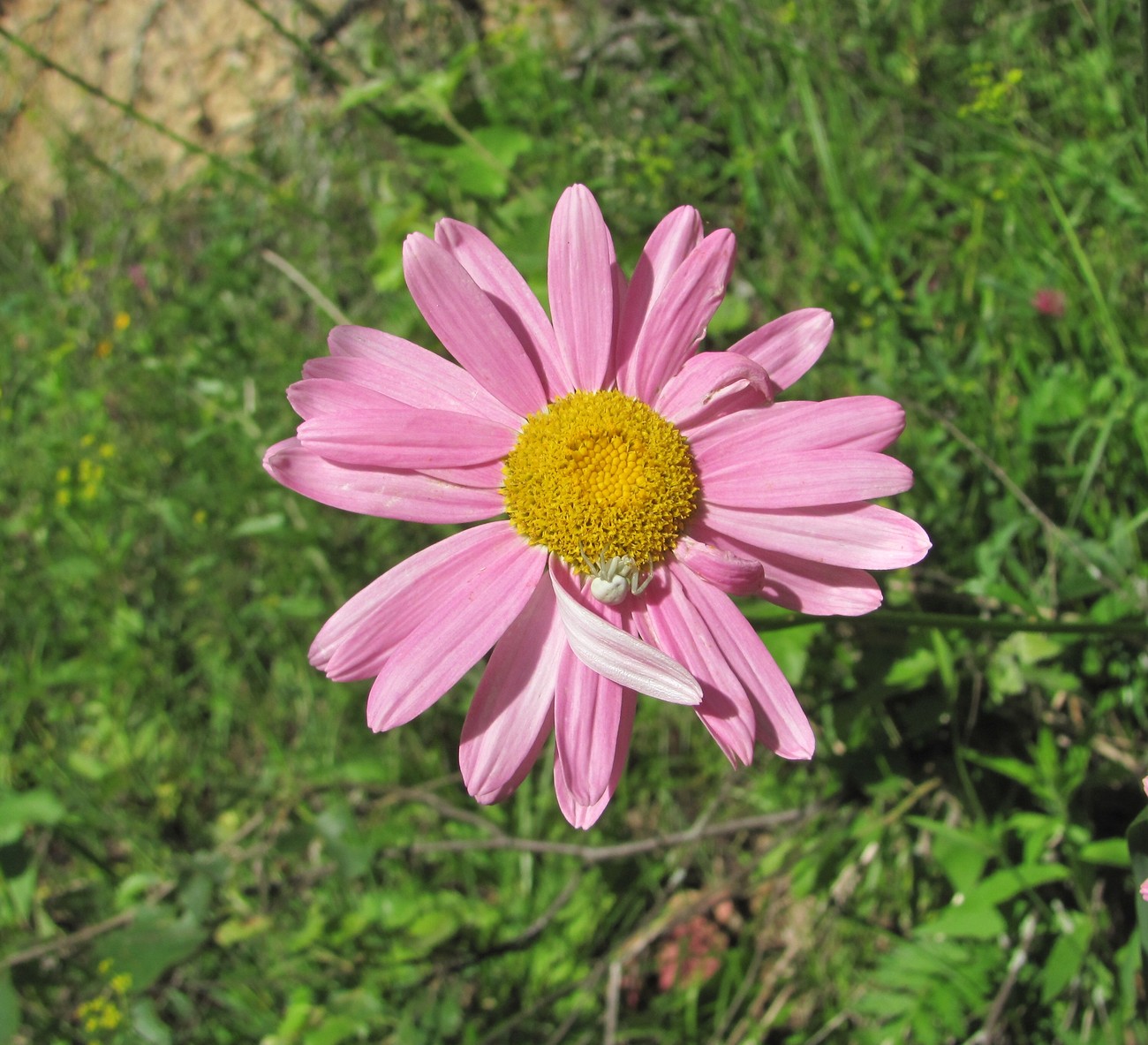 Изображение особи Pyrethrum coccineum.