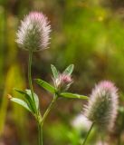 Trifolium arvense