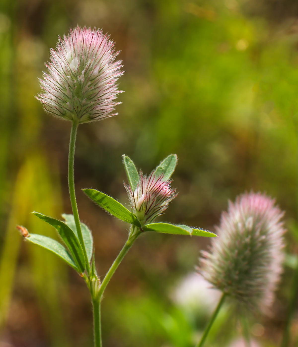 Image of Trifolium arvense specimen.