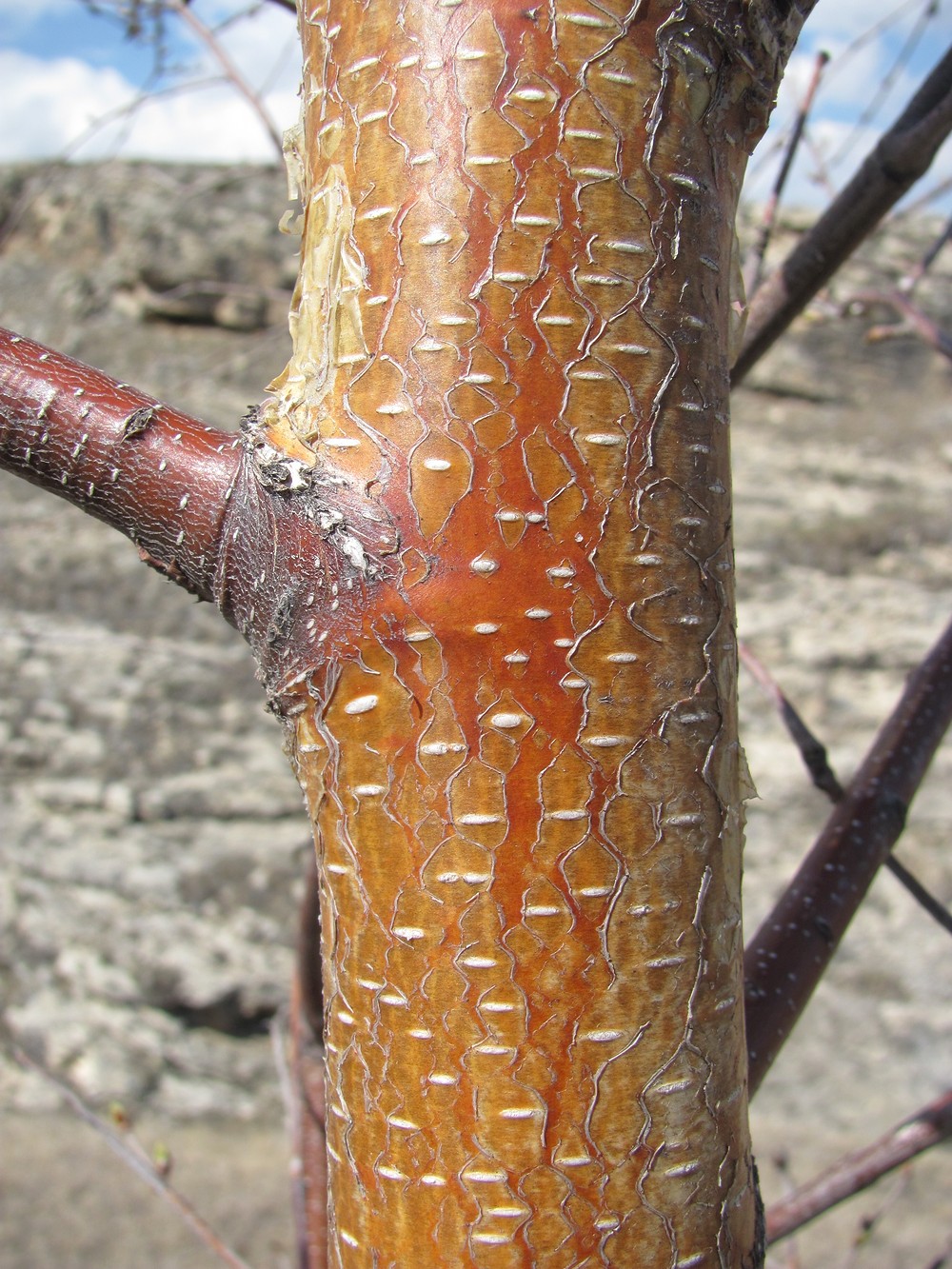 Image of genus Betula specimen.