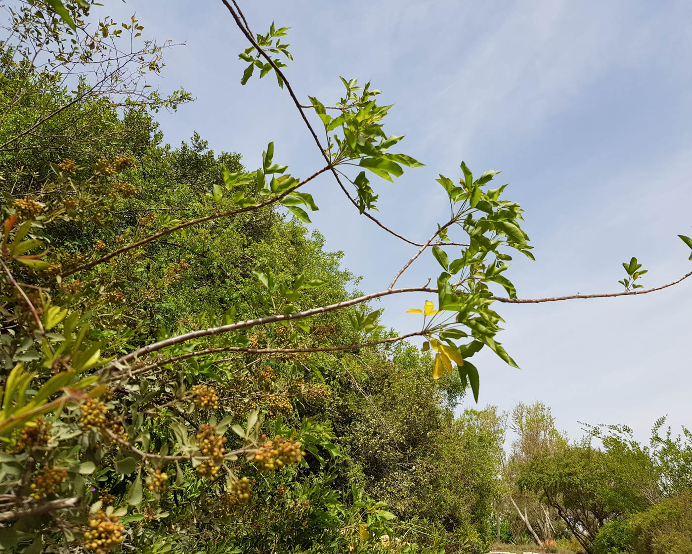 Image of Heteromorpha arborescens specimen.