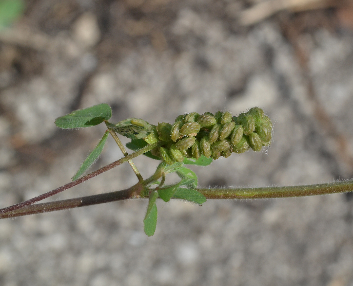 Изображение особи Medicago lupulina.