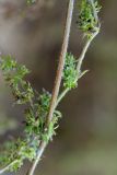 Galium humifusum. Часть побега с завязавшимися плодами. Краснодарский край, Ейский п-ов, коса Долгая. 14.07.2019.