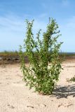 Chenopodium striatiforme
