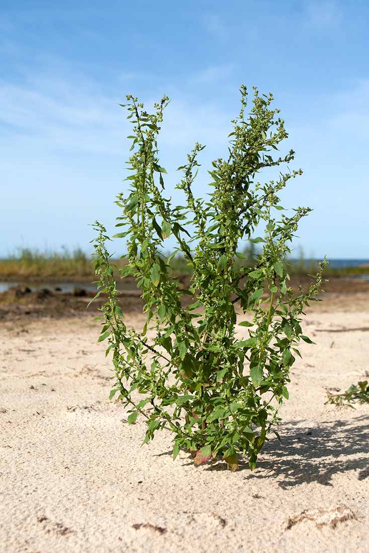 Image of Chenopodium striatiforme specimen.