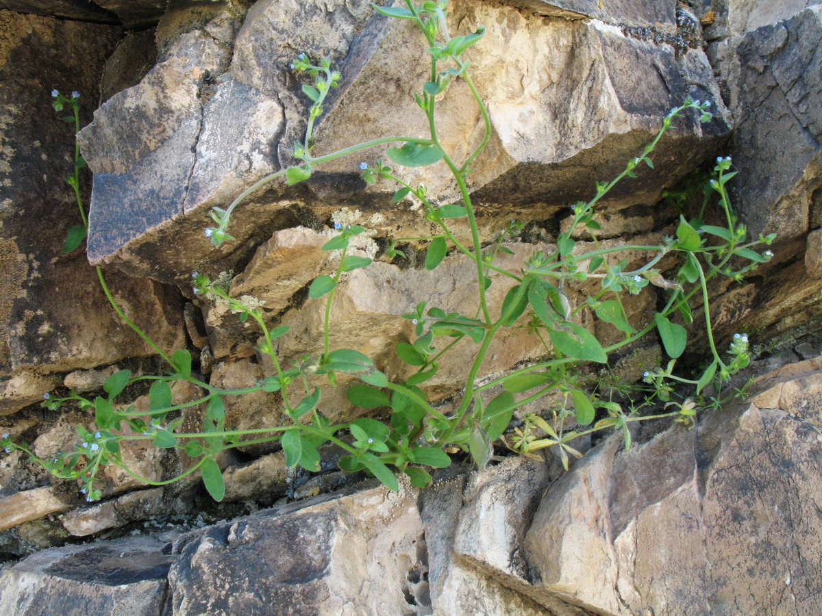 Image of Lappula sinaica specimen.