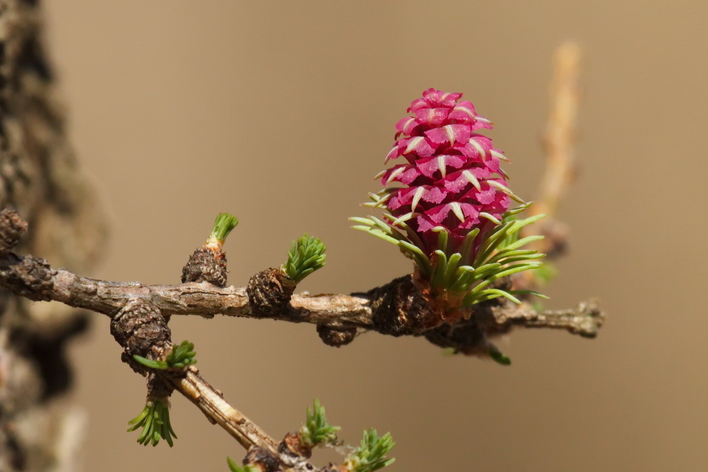 Image of Larix sibirica specimen.