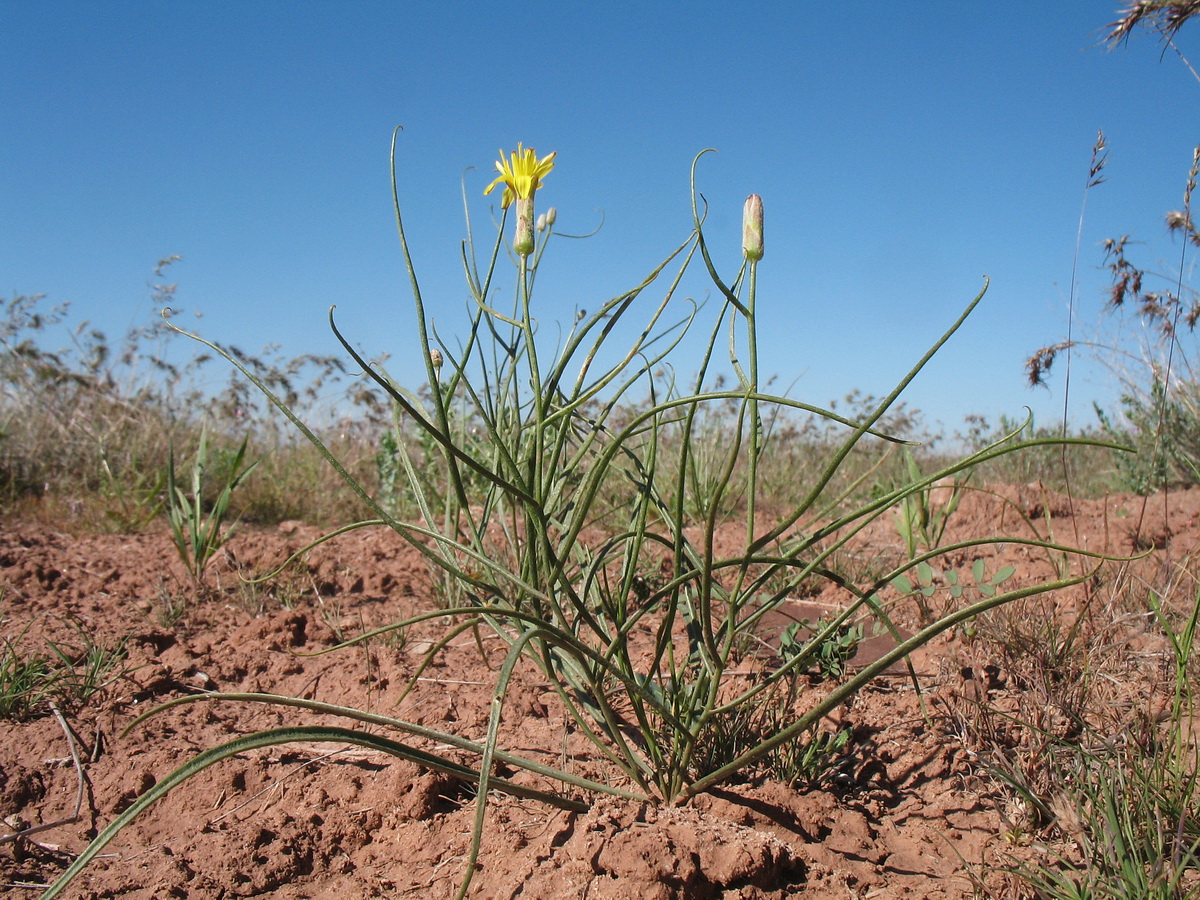 Image of Takhtajaniantha pusilla specimen.