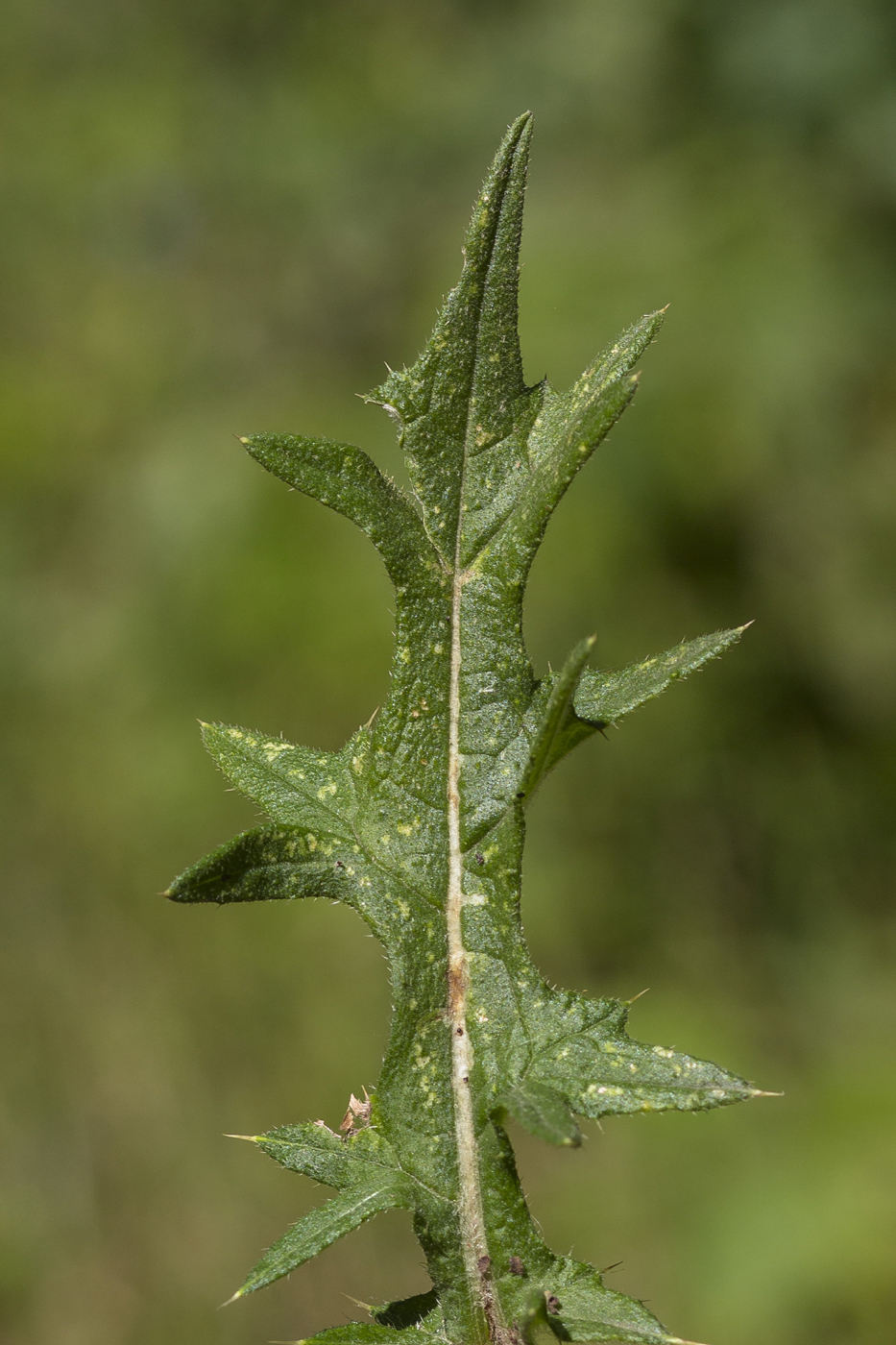 Image of Cirsium vulgare specimen.