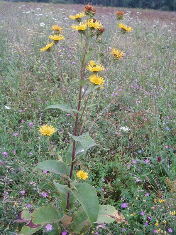 Image of Inula helenium specimen.