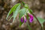 Lathyrus vernus. Соцветие и верхушка листа. Абхазия, г. Новый Афон, ущелье р. Псырцха, широколиственный лес. 07.03.2015.