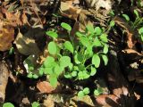 Veronica hederifolia