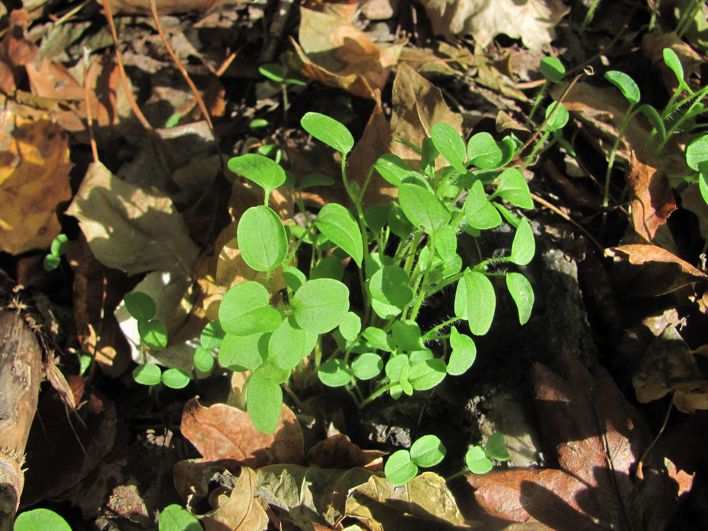 Изображение особи Veronica hederifolia.