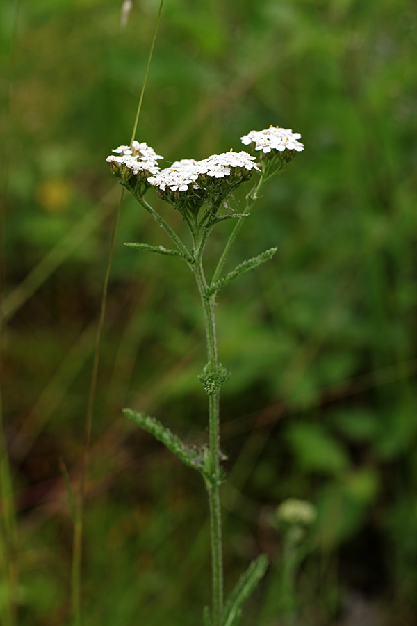 Изображение особи Achillea millefolium.