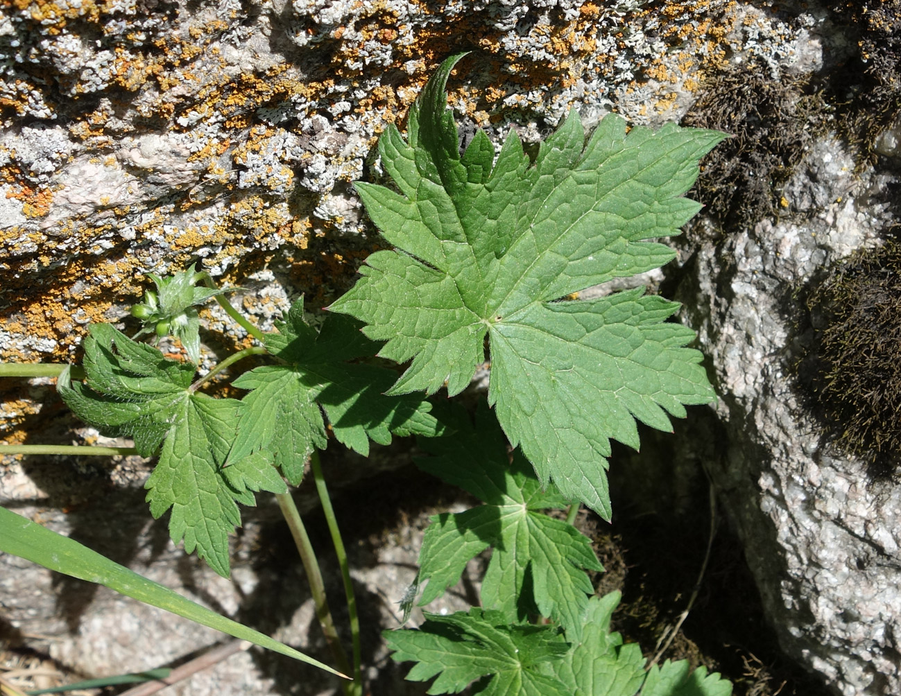 Image of Geranium rectum specimen.