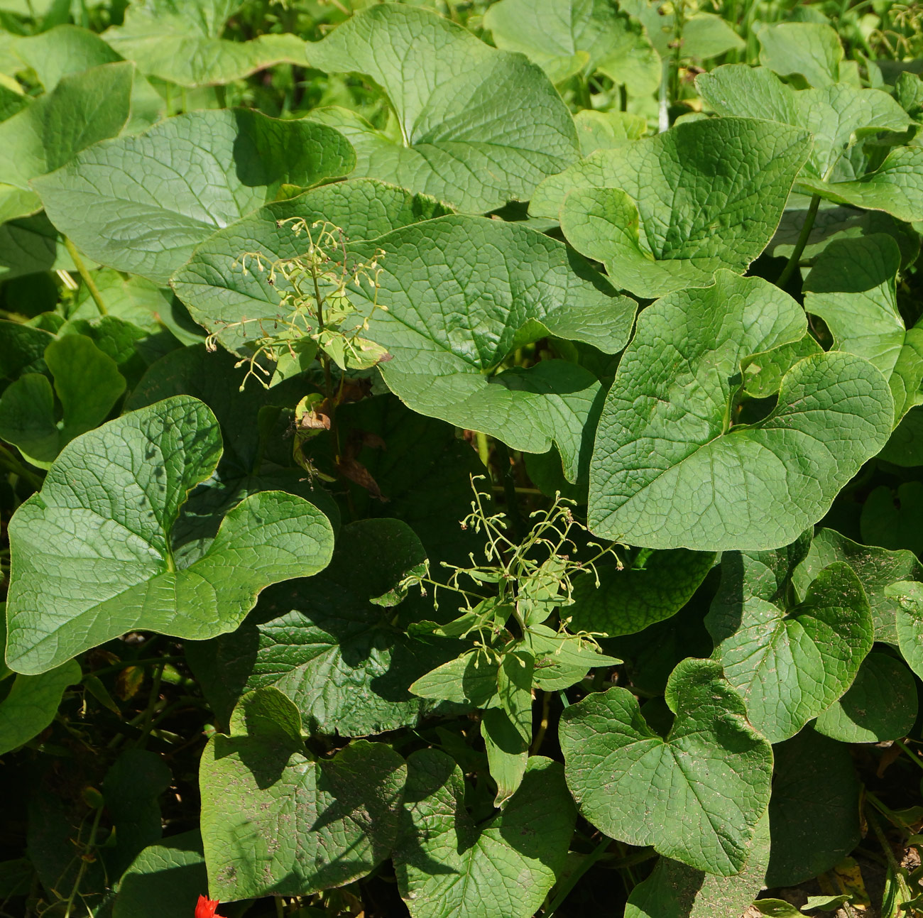 Image of Brunnera macrophylla specimen.