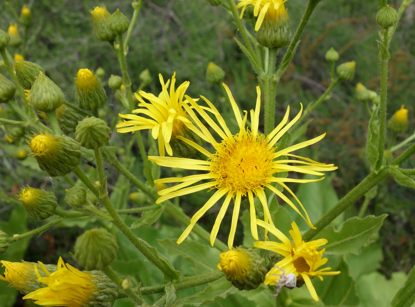 Изображение особи Inula macrophylla.