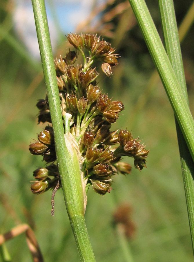 Изображение особи Juncus effusus.